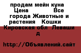 продам мейн куна › Цена ­ 15 000 - Все города Животные и растения » Кошки   . Кировская обл.,Леваши д.